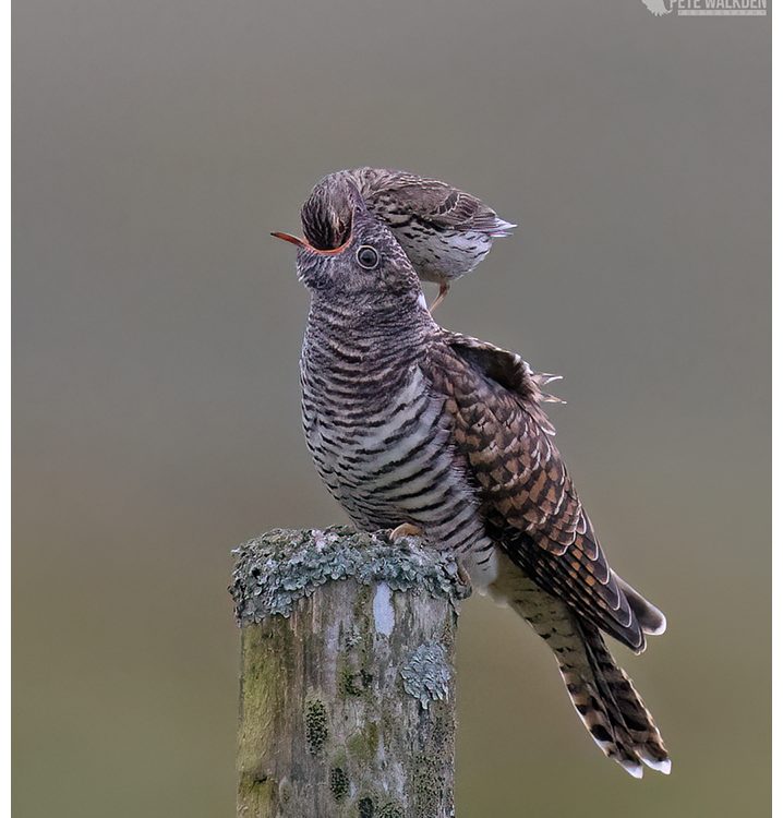 Juvenile Cuckoo