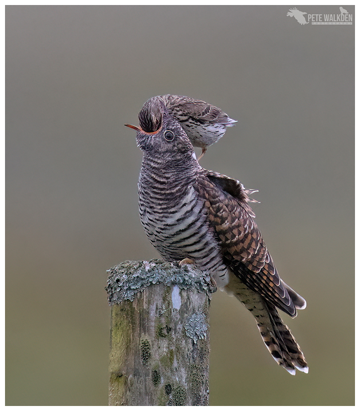 Juvenile Cuckoo