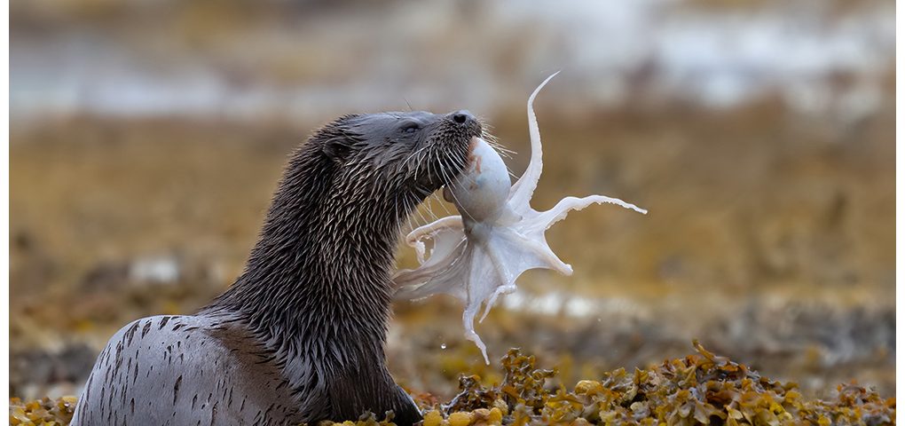 Otter with octopus