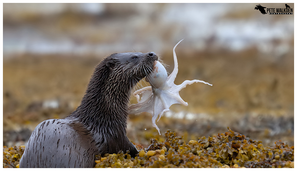 Otter with octopus