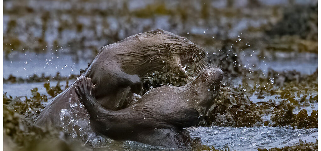 Otters Playing