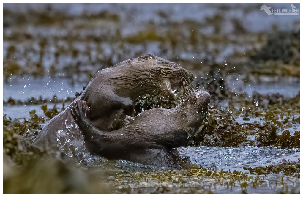 Otters Playing