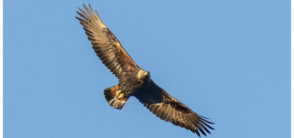 Golden Eagle