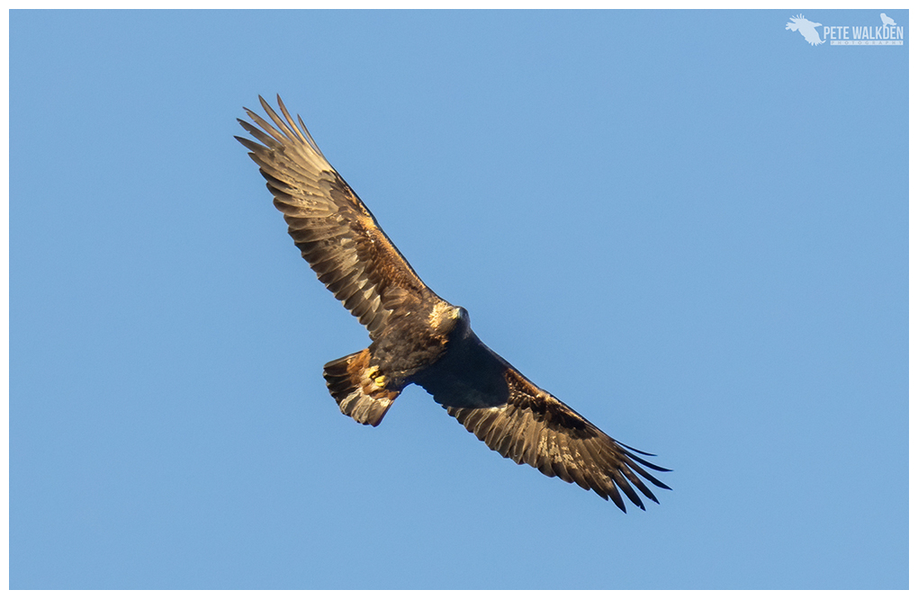 Golden Eagle