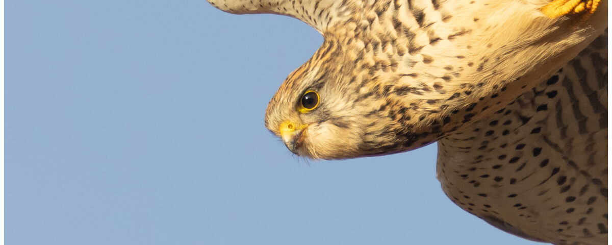 Hovering kestrel