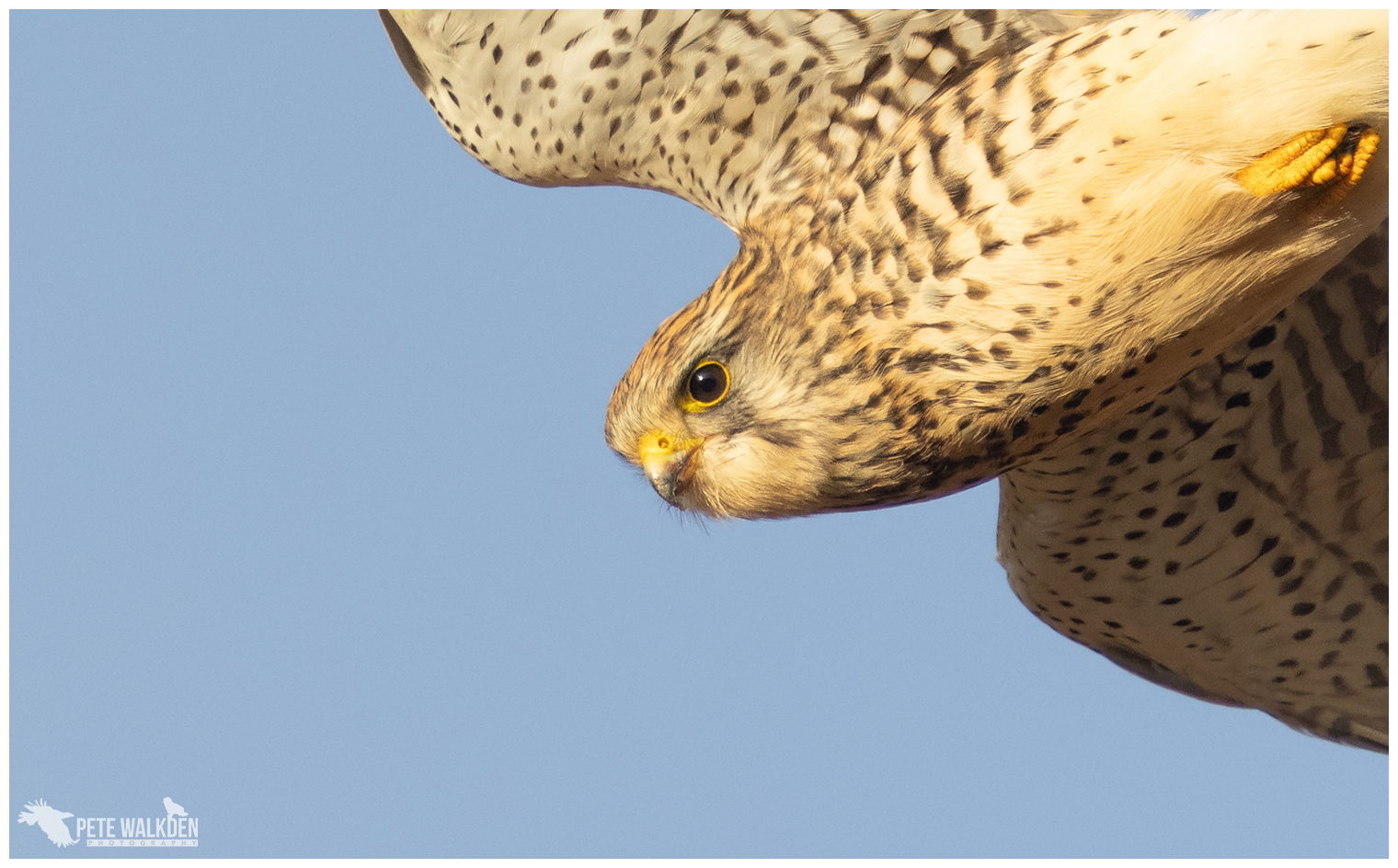 Hovering kestrel