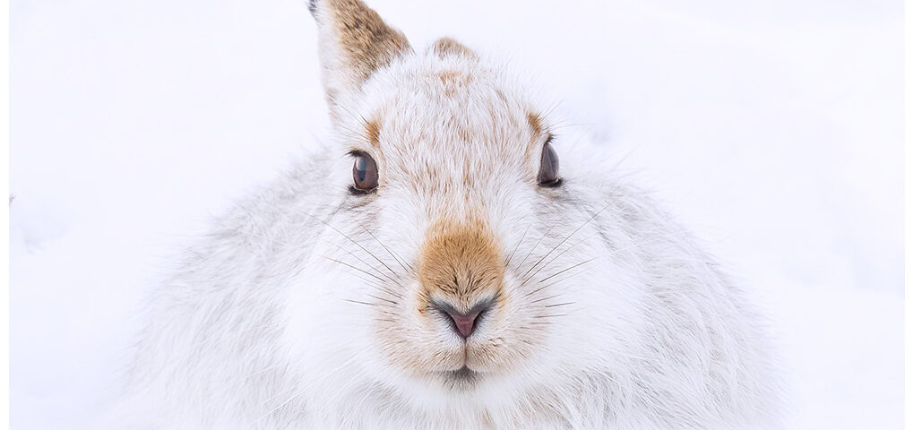 A white mountain hare in the snow