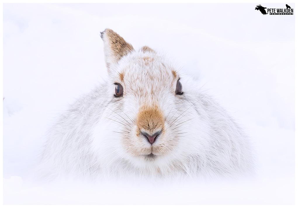 A white mountain hare in the snow