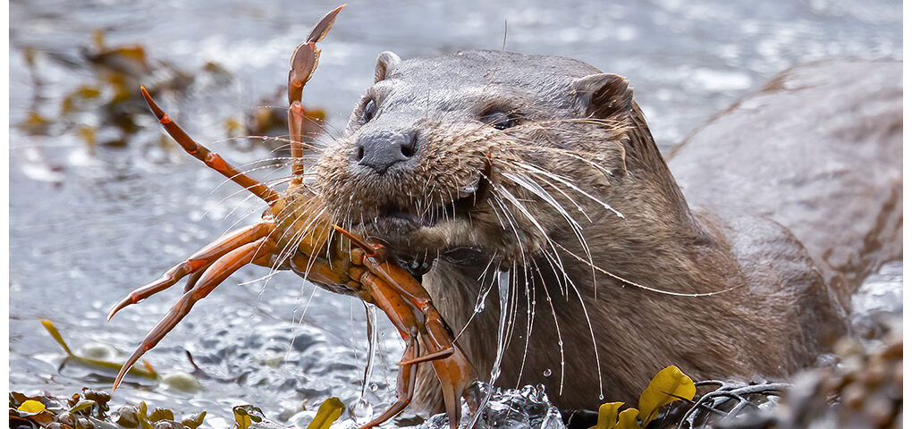 An otter bringing a crab ashore to eat