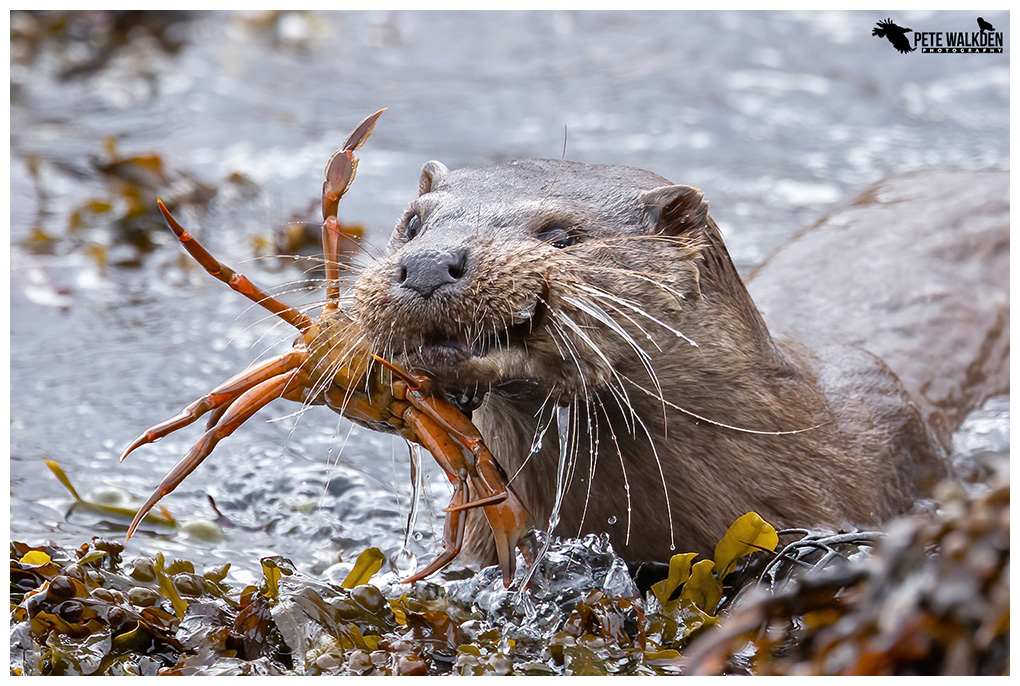 An otter bringing a crab ashore to eat