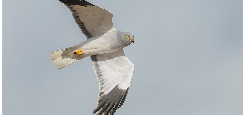 Male Hen Harrier