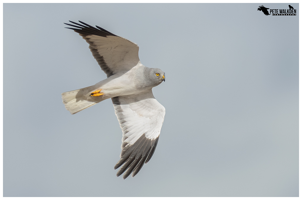 Male Hen Harrier