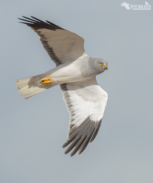 HenHarrierMale