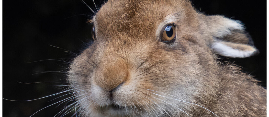 Highlands Wildlife