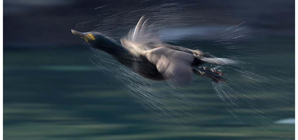 Shag in flight