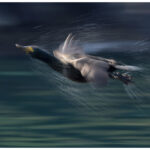 Shag in flight