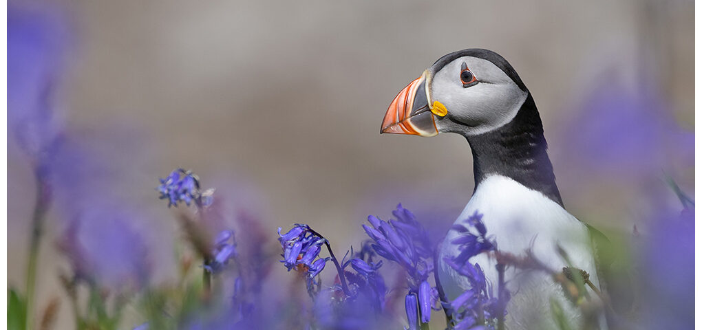 Puffin in bluebells