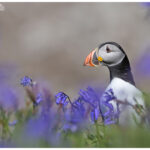 Puffin in bluebells