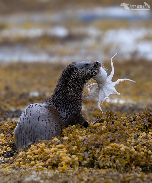 OtterOctopus