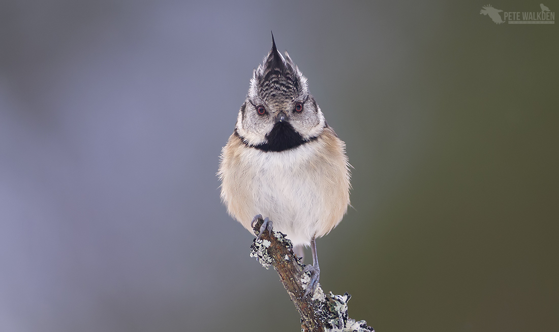 Crested Tit