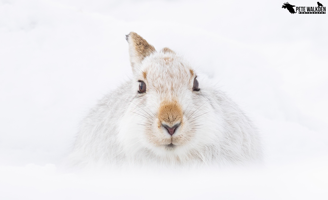 Mountain Hare