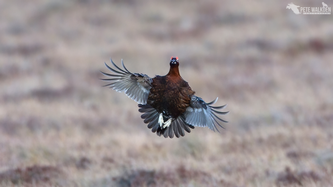 Red Grouse