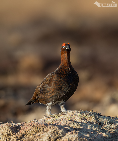 Red Grouse