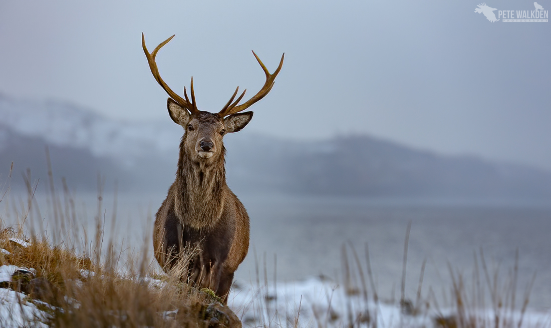 Red Deer