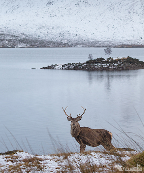 Red Deer