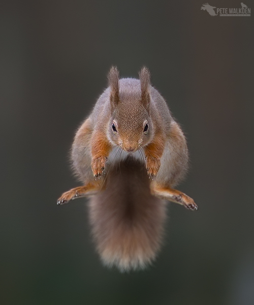 Red Squirrel