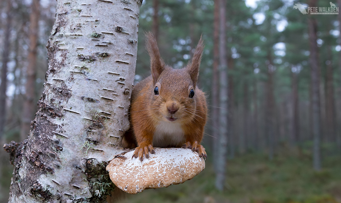 Red Squirrel