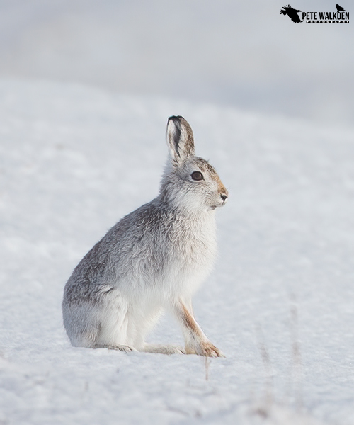 Mountain Hare