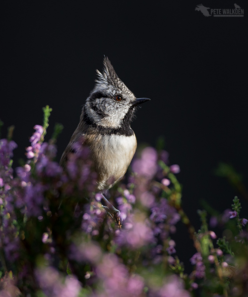 Crested Tit