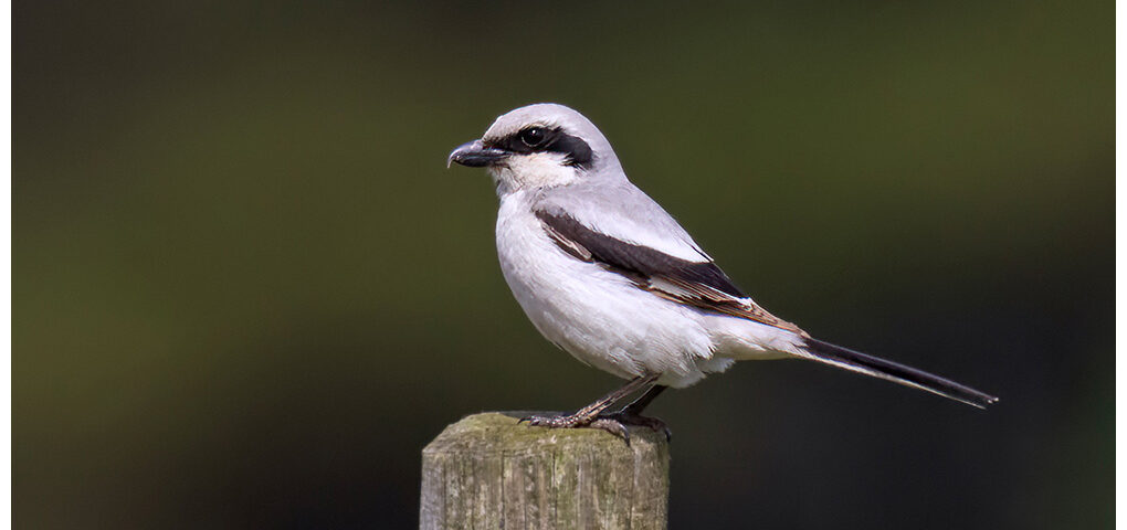 Steppe Grey Shrike