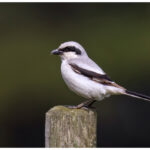 Steppe Grey Shrike