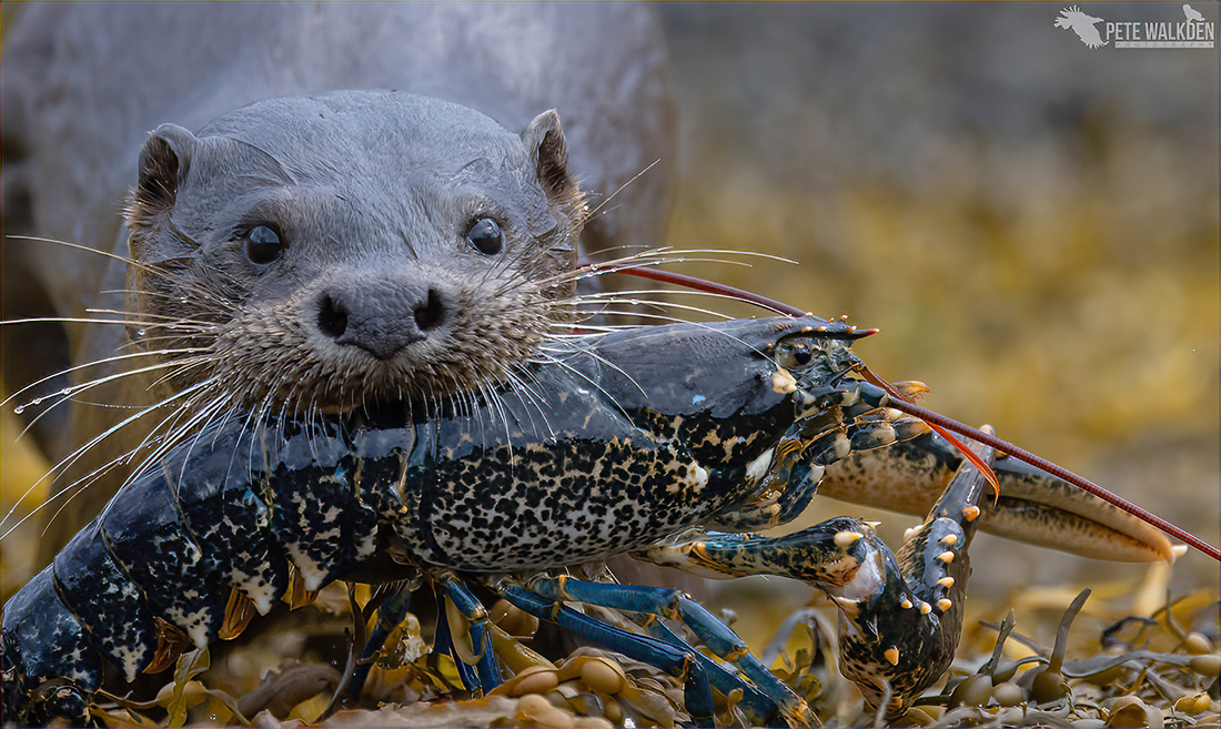 Mull Wildlife - Otter