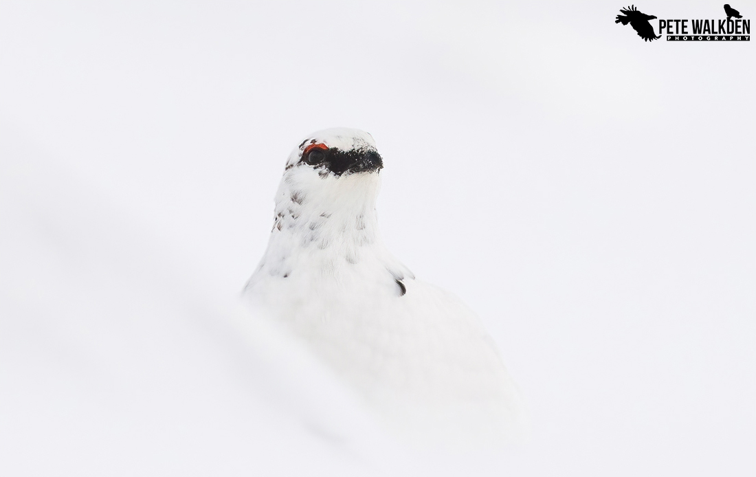 Ptarmigan