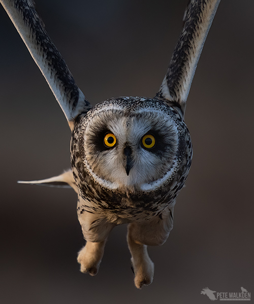 Short-eared owl