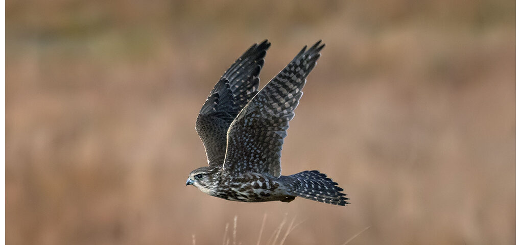 Merlin