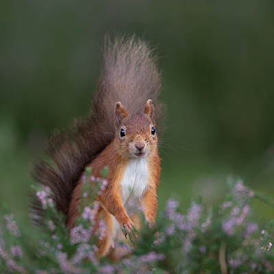 RedSquirrelLink