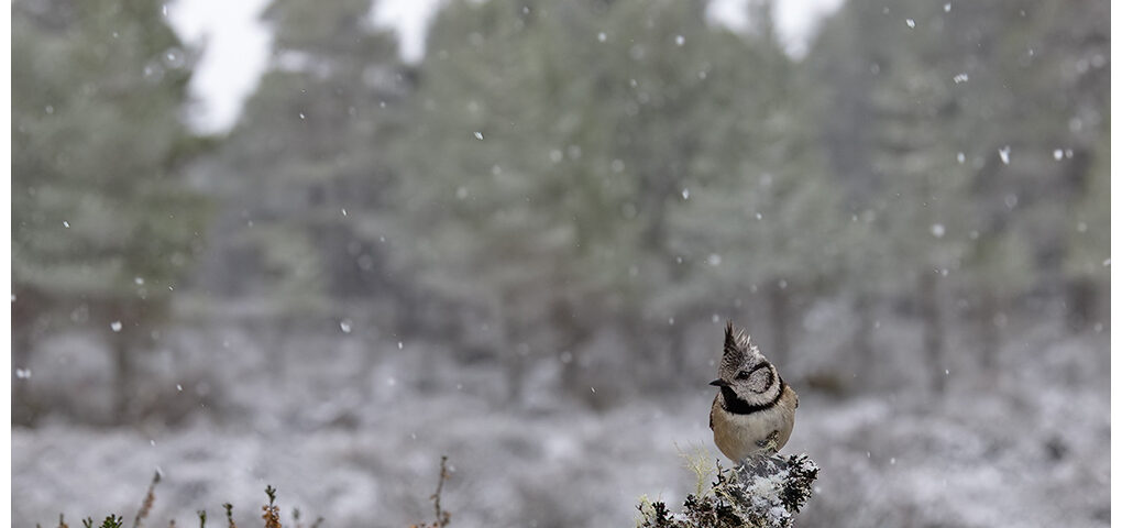 Crested Tit