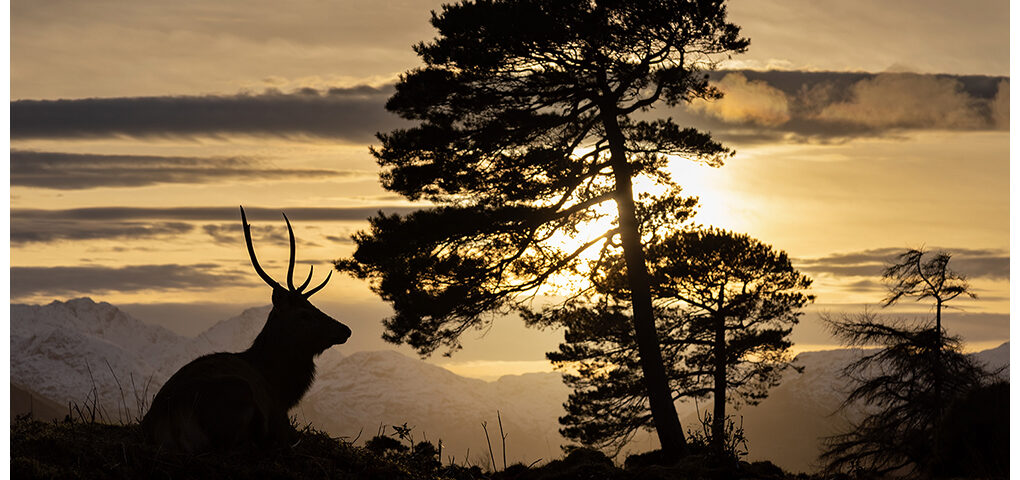 Red Deer Stag