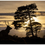 Red Deer Stag