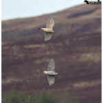 Goshawks