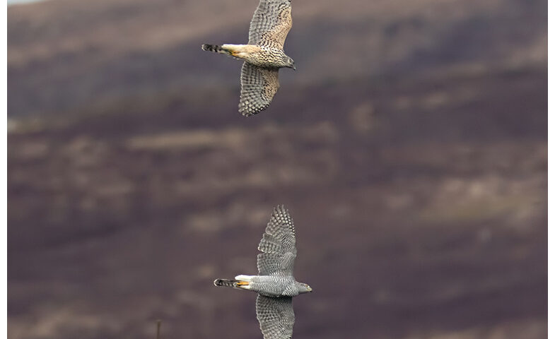 Goshawks