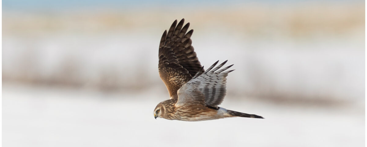 Hen Harrier