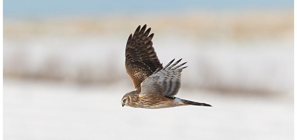 Hen Harrier