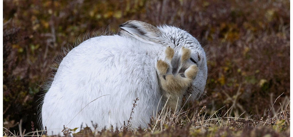 Mountain Hare