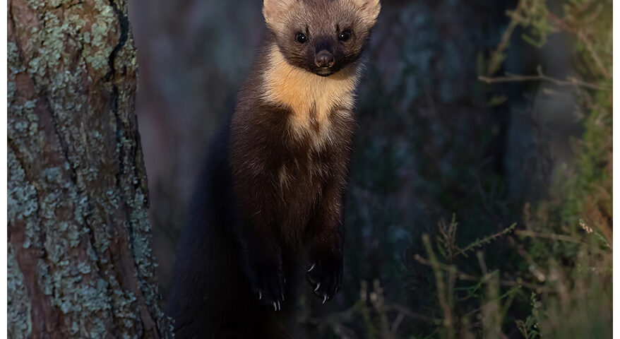 Pine Marten