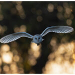 Norfolk Dawn Barn Owl
